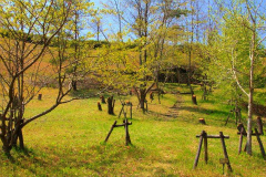 野鳥公園(西5号公園)を美しく